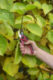 KREATOR KRTGR1001 Nůžky zahradnické 205mm  (7911514)